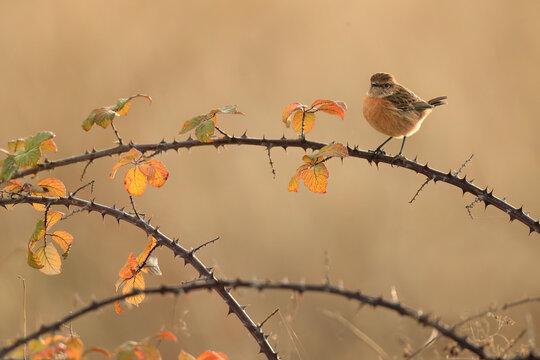 Female European Stonechat on a thorny branch with autumn leaves against blurred background