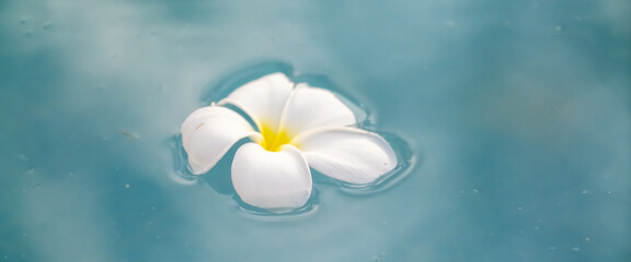 A Plumeria flower floats on the water in a pond. White tropical frangipani flower. Tropical landscape of beautiful plants and flowers. The concept of calm and tranquility.