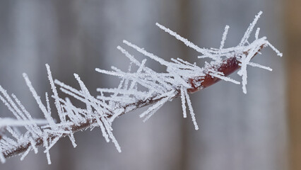 Frost on tree branches. Macro photography