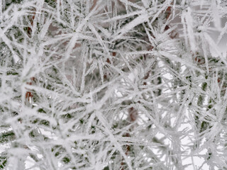 Frost on tree branches. Macro photography