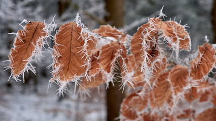 Dry autumn leaves covered with frost.