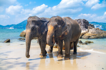 Elephants walk along the seashore. A beautiful elephant against a seascape in Thailand. The elephants look to the side and raise their trunk.