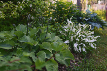 various hostas growing in summer garden. Perennial for shady spaces.