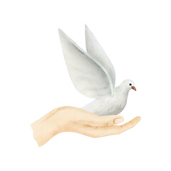 White flying dove of peace sitting on hand watercolor illustration. Hand drawn pigeon bird in realistic simple style
