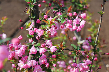 桃の花のクローズアップ　ピンク　桃色　春　