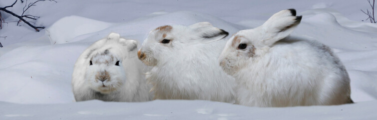 Schneehase (Lepus timidus) drei Tiere sitzen im Schnee, Panorama 