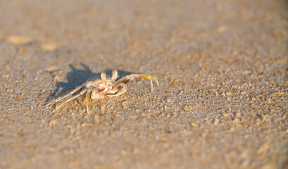 A crab on the beach is running on the white sand. Exotic animals in the resorts of tropical islands. The concept of a beach holiday in the tropics.