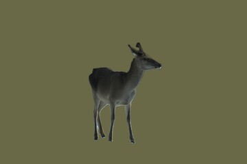 European red deer. Wild animals and nature. Unique image for decoration