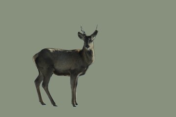 European red deer. Wild animals and nature. Unique image for decoration