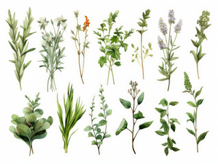 Various Plants on White Background, Botanical Collection of Lush Greenery