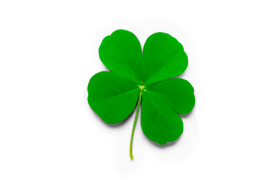 Clover isolated on white background, St. Patrick's Day symbol, full depth of field