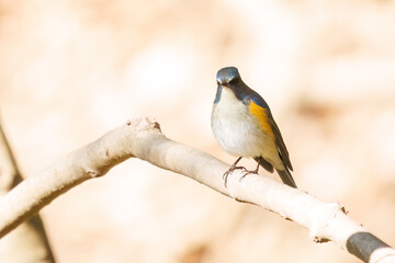 幸せの青い鳥、可愛いルリビタキ（ヒタキ科）。

日本国千葉県市川市、大町公園自然観察園にて。
2024年1月6日撮影。

A happy blue bird, the lovely Red-flanked Bluetail (Tarsiger cyanurus, family comprising flycatchers).

At Omachi park natural observation 
