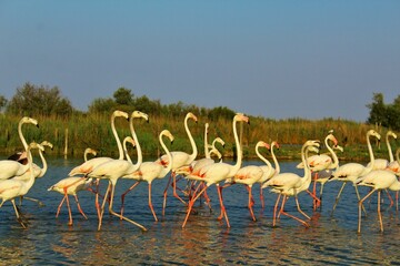 flamingos in the lagoon