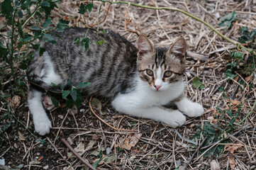 Naklejka na ściany i meble A spotted street cat lying on the ground. Gurzuf cats.
