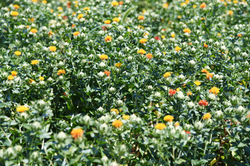 紅花畑のクローズアップ　オレンジ色　花　満開　山形　べにばな　ベニバナ