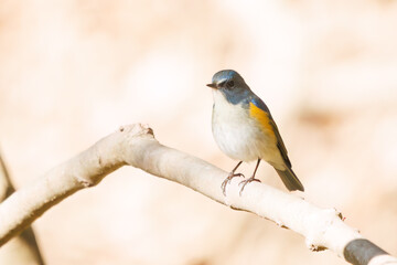 幸せの青い鳥、可愛いルリビタキ（ヒタキ科）。

日本国千葉県市川市、大町公園自然観察園にて。
2024年1月6日撮影。

A happy blue bird, the lovely Red-flanked Bluetail (Tarsiger cyanurus, family comprising flycatchers).

At Omachi park natural observation 