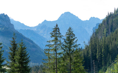 mountain view forest landscape Poland Zakopane
