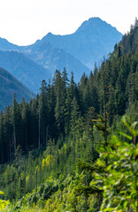 mountain view forest landscape Poland Zakopane