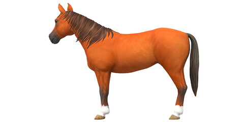 Horse isolated on a Transparent background