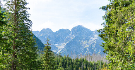 mountain view forest landscape Poland Zakopane © Андрей Трубицын