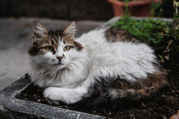 Fototapety na wymiar - Fototapeta24.pl