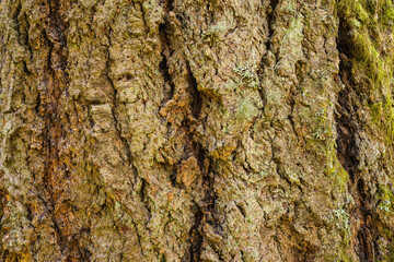 Close-Up 4K Ultra HD Image of Plane Tree and Douglas Fir Tree Bark