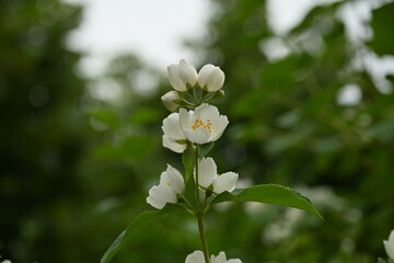 jasmine branches with white flowers, green leaves with jasmine flowers on the bush 