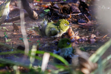 水浴びする可愛いメジロ（メジロ科）。

日本国千葉県市川市、大町公園自然観察園にて。
2024年1月6日撮影。

Lovely Japanese White Eye (Zosterops Japonica, family comprising white eyes) bathing in the water.

At Omachi park natural observation garden, 