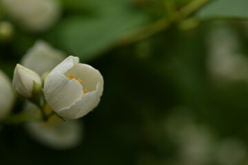white jasmine macro flower close-up, sustainable razizi concept, jasmine flower 