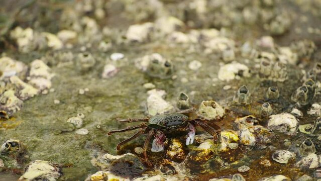 Crab navigates barnacle-laden rock surface near sea, foraging, marine biodiversity, applicable for eco tour promo, aquarium visuals, biology research aid, climate impact study, tidal fauna showcase.