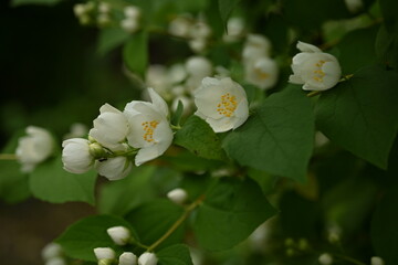 jasmine branches with white flowers, green leaves with jasmine flowers on the bush 