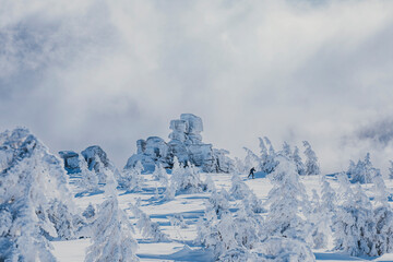 Winter landscape in Giant Mountains - misty hill with snow covered rocks, trees, and a skier - obrazy, fototapety, plakaty