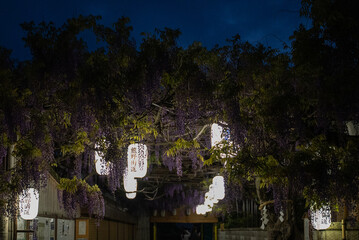Rows of glowing paper lanterns in the blue sky with a purple wisteria tree in Sennan City, Osaka,...