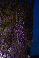 Close-up of blooming Japanese wisteria flowers at night in Spring. Garden with wisteria in spring, Osaka, Japan.