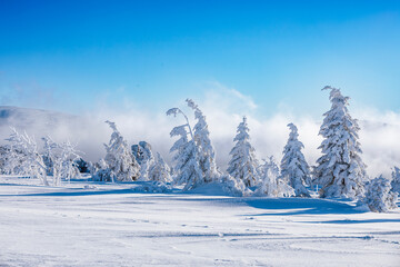Winter sunny landscape with snow covered trees