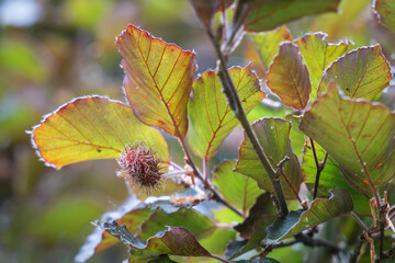 Copper beech (Fagus sylvatica purpurea) branch with nut cupules. European beech or purple beech. Floral background. Soft focus. Selective focus.