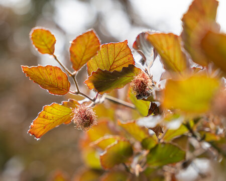 Copper beech (Fagus sylvatica purpurea) branch with nut cupules. European beech or purple beech. Floral background. Soft focus. Selective focus.