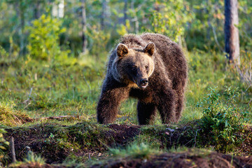 brown bear in the forest