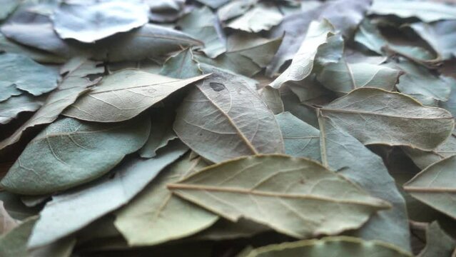 Dry Laurel Leaves Background Rotation