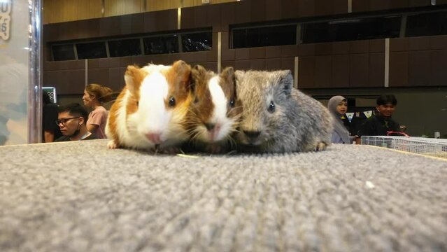 Bangkok, Thailand - SEP 15, 2023 - Many exotic animals at the event at T - Rex Exotic World, 2023, Central Ladprao, Bangkok, Thailand.