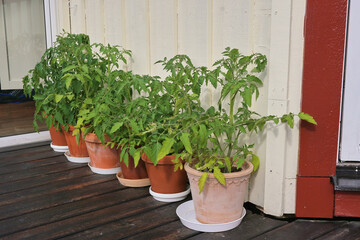 Tomato sprouts in ceramic pots near the house