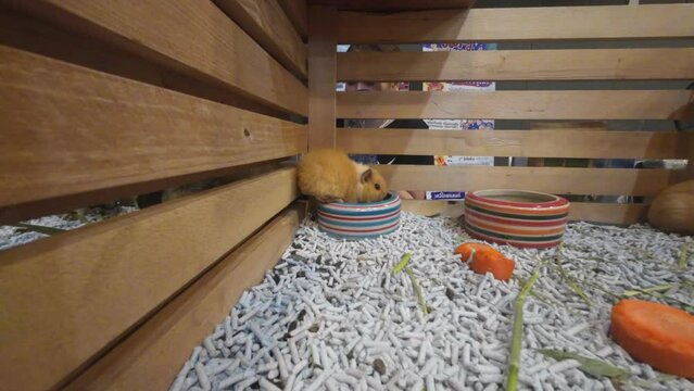 Bangkok, Thailand - SEP 15, 2023 - Many exotic animals at the event at T - Rex Exotic World, 2023, Central Ladprao, Bangkok, Thailand.