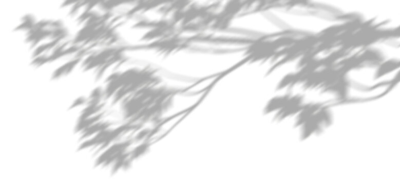 Shadow shade tree branches leaves cut-out transparent backgrounds 3d render png