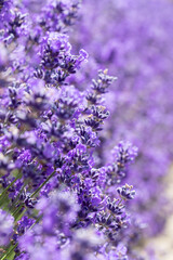 Summer background of lavender flowers. Lavender field.