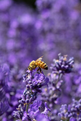 The honey bee pollinates lavender flowers. Summer background of lavender flowers with bees. 