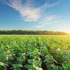 Radiant Soy Fields: Morning Light Showcasing the Beauty of Agriculture