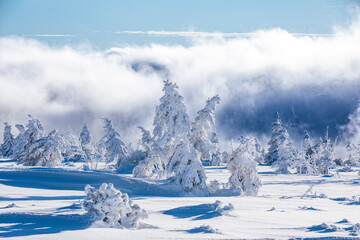 Fototapeta na wymiar Winter morning cloudy landscape in the Giant Mountains - forest covered with snow 