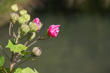 Beautiful small pink hibiscus mutabilis