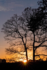 Fototapeta na wymiar Sunset Behind Bare Winter Trees