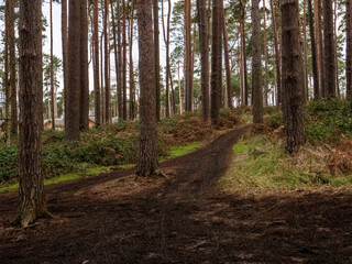 Fototapeta premium Dirt Tracks Through Woodlands